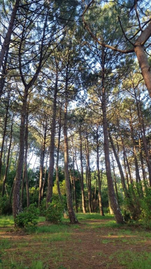 Cocon Du Lac Mobilhome 3 Chambres,6 Pers,Camping Mayotte 5 Etoiles Biscarrosse Landes Εξωτερικό φωτογραφία